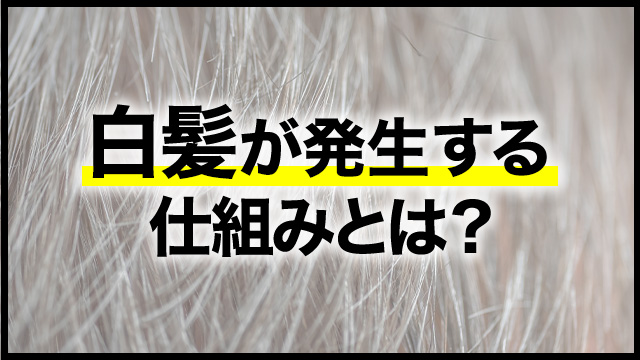 白髪が発生する仕組みとは？