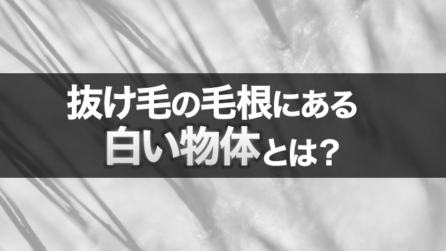 抜け毛の毛根にある白い物体とは？